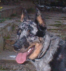 chien beauceron