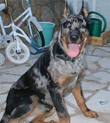 chien beauceron