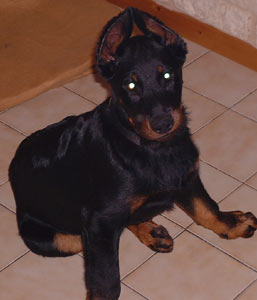 chien beauceron