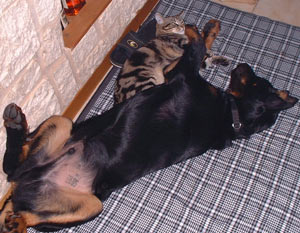 chien beauceron