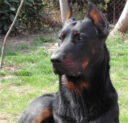 beauceron