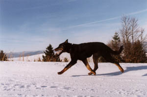 chien beauceron