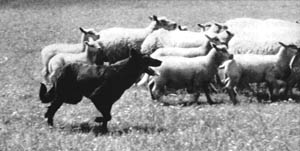 beauceron brebis