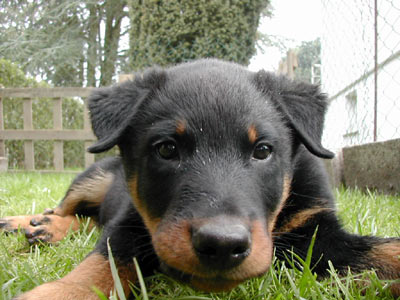 beauceron chiot