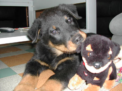 beauceron chien peluche