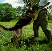 chien berger allemand