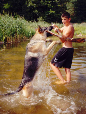 chien berger allemand