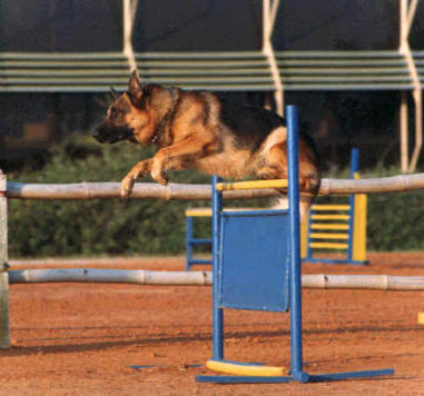 chien berger allemand