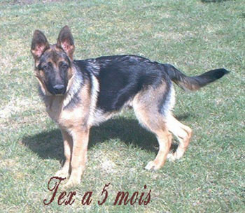 chien berger allemand