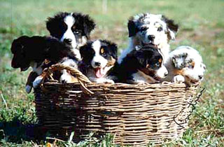 chiots berger australien