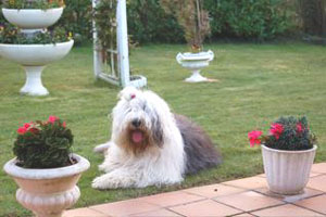 bobtail photo chien