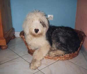 bobtail photo chien