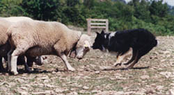 border collie chien mouton
