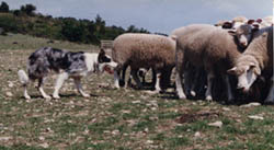 border collie chien mouton