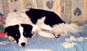 border collie chien