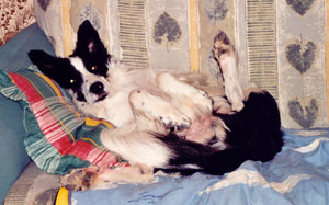 border collie chien