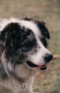 border collie nourriture