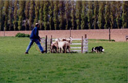 conseil border collie