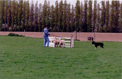 conseil border collie troupeau