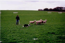 chien comportement troupeau border collie