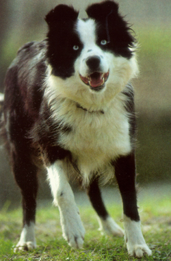 chien de race border collie