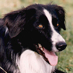 border collie toilette