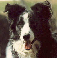 border collie origine