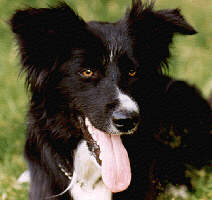 border collie standard