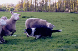 border collie origine