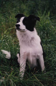 border collie troupeau