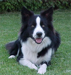 border collie chien
