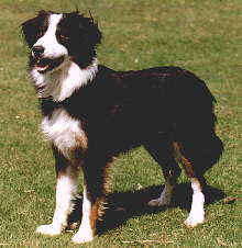 standard border collie