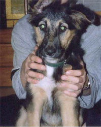 border collie chien