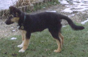 chien border collie