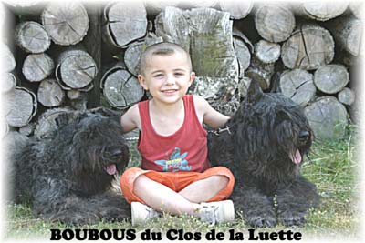 chien bearded collie