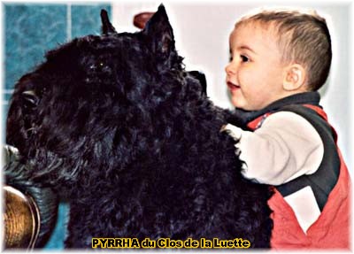 chien bearded collie