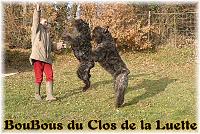 chien bearded collie