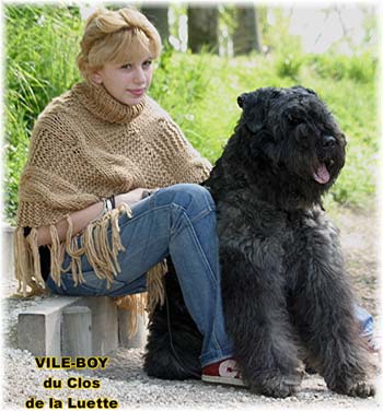 standard bouvier des flandres