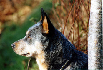 standard bouvier australien