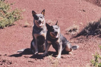 bouvier australien chien