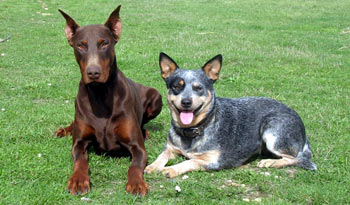 bouvier australien chien