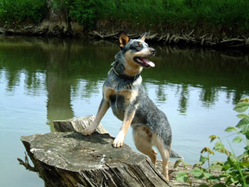 chien bouvier australien race groupe1