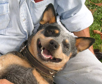 bouvier australien chien