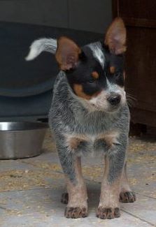 origine bouvier australien