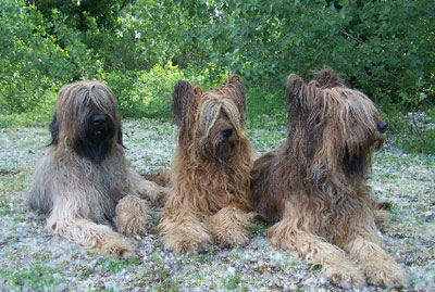 briard chien race groupe1