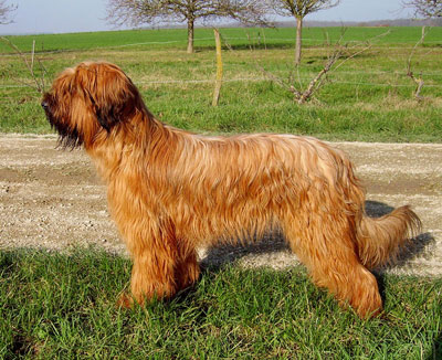 briard standard