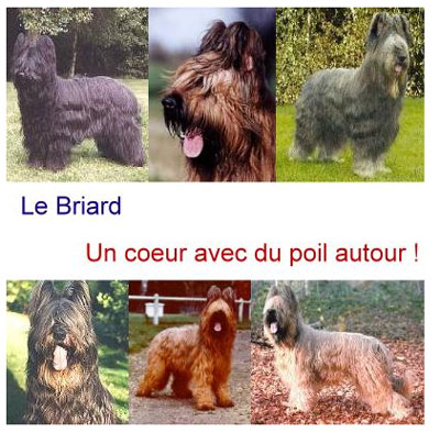 briard chien conseil