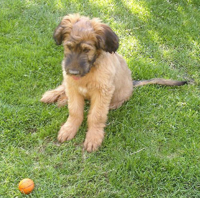 album briard photo