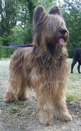 briard berger de brie