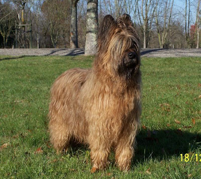 briard standard